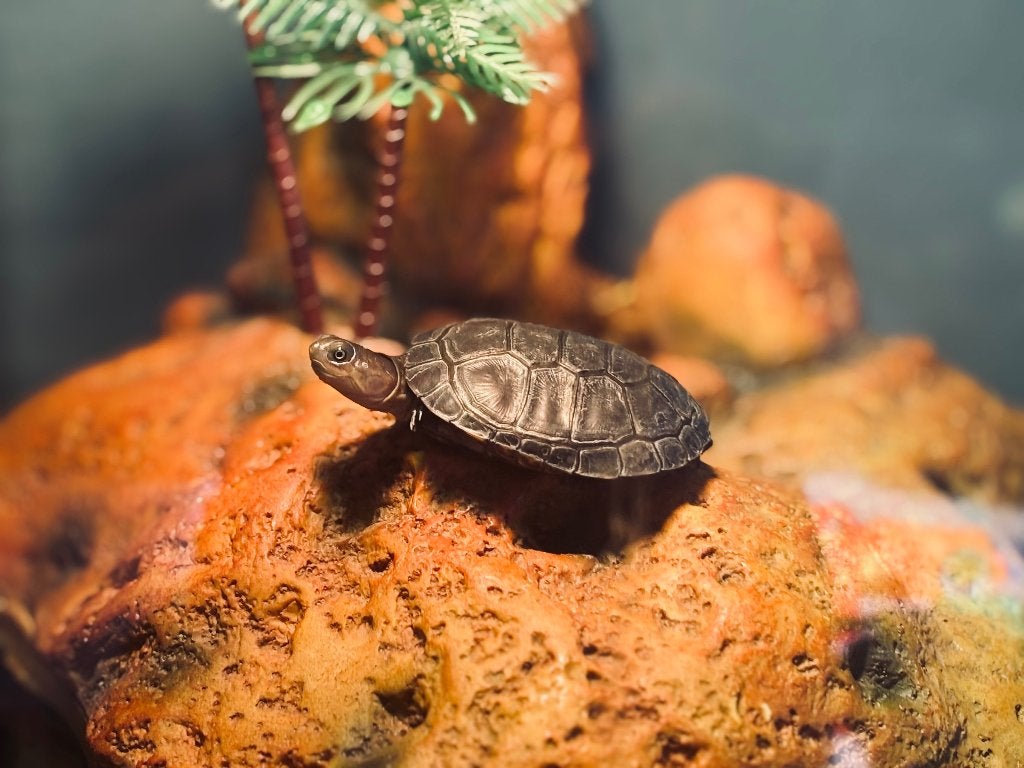 Afrikaanse moerasschildpad Tortoise - unknown for sale from Kvn