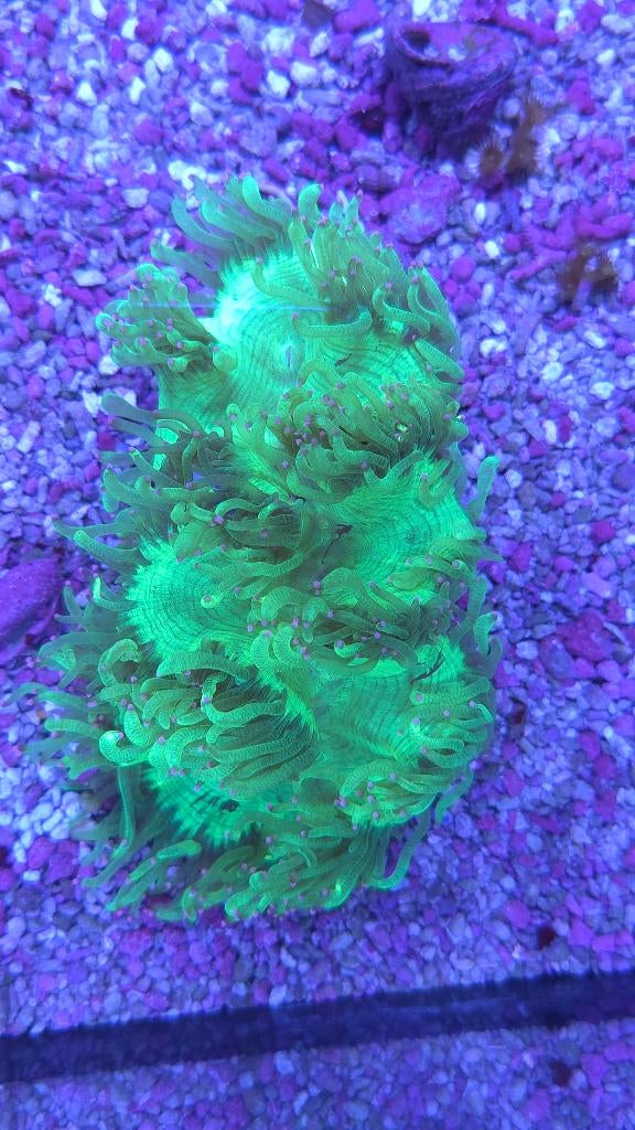 mooie levering koralen binnen bij Aquadeco al vanaf €7.50, Dieren en Toebehoren, Vissen | Aquariumvissen, Overige typen, Zoutwatervis