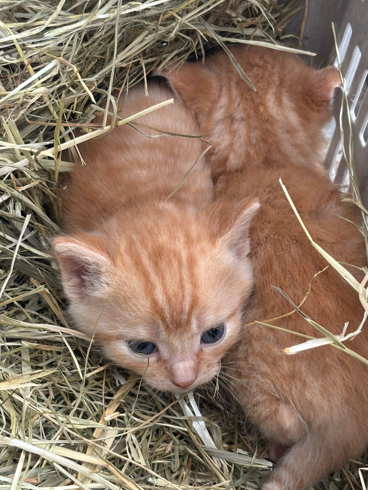 2 rode katers, Kater
