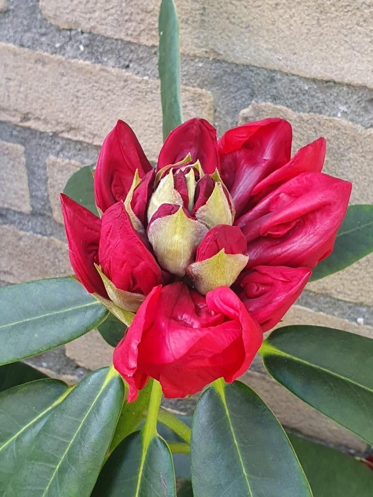 Rhododendron 'Nova Zembla' grote bladeren en bloemen(rood), Overige soorten, Vaste plant, Ophalen of Verzenden, Halfschaduw