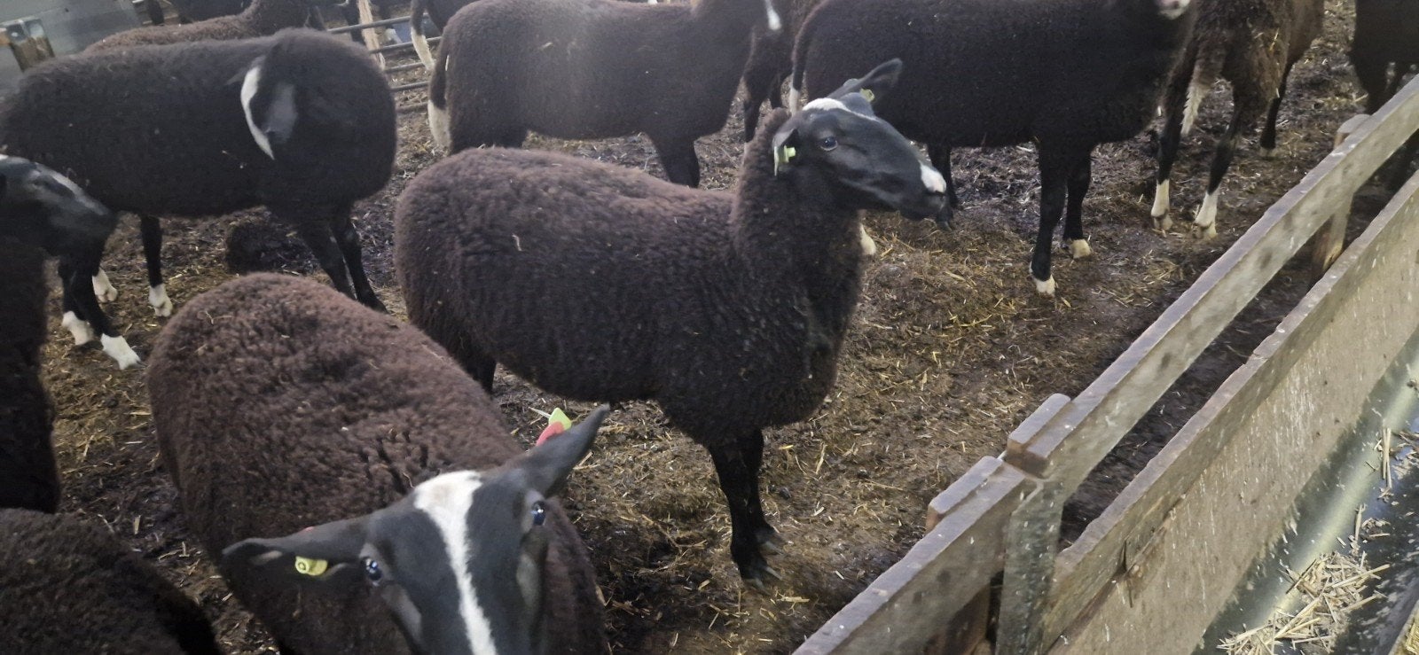Stamboek Zwartbles ooilammeren, Dieren en Toebehoren, Schapen, Geiten en Varkens, Schaap, Vrouwelijk, 0 tot 2 jaar
