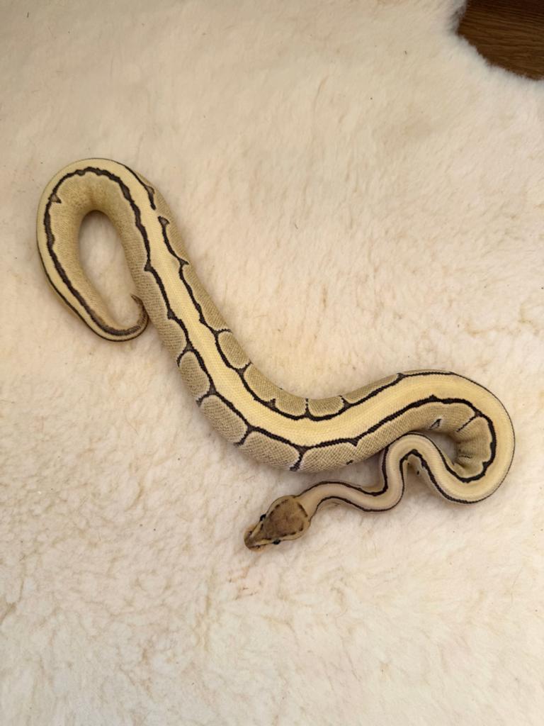 Ball Python 0.1 Fire Pinstripe DG 2025 Ball Python - female for sale from Qmi