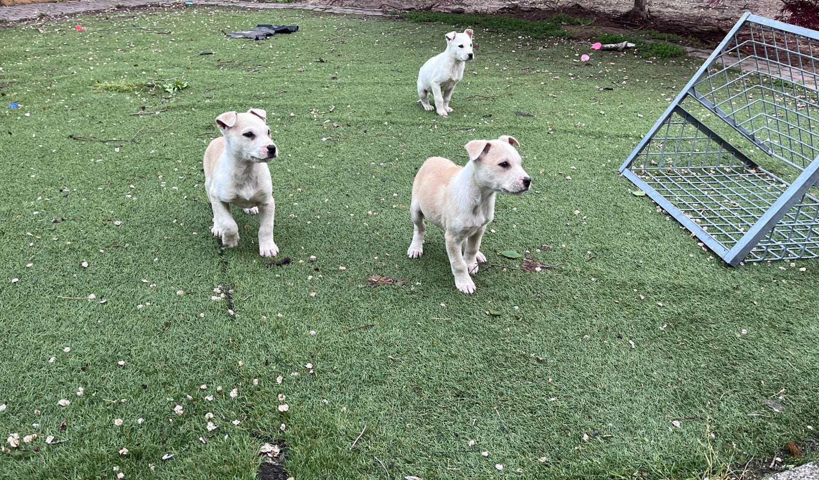 Leuke Amerikaanse Stafford X mechelse herder pups, 8 tot 15 weken, Meerdere, Meerdere dieren, Herder