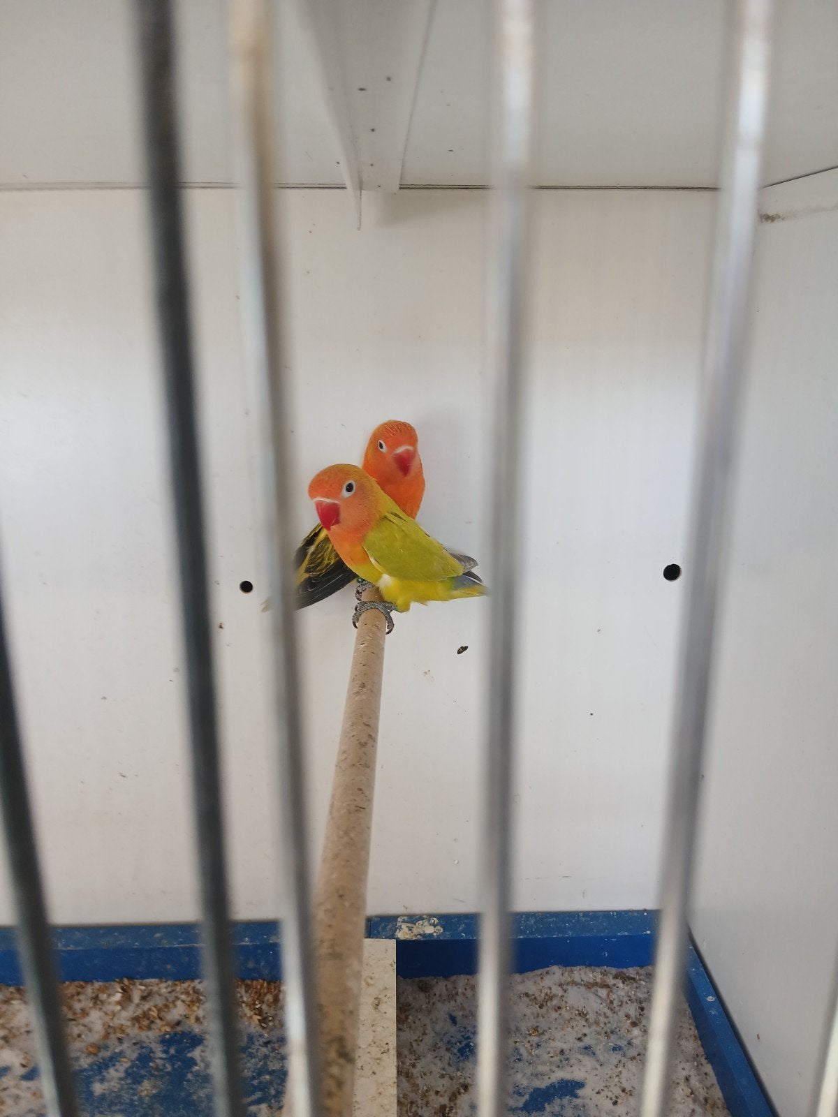 twee koppels agapornise, Dieren en Toebehoren, Vogels | Parkieten en Papegaaien, Meerdere dieren, Dwergpapegaai of Agapornis