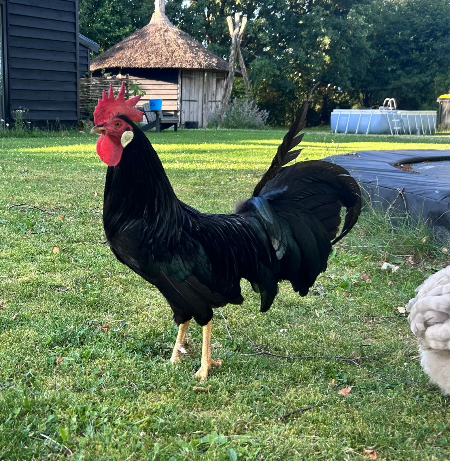Haan NL leghorn, Mannelijk, Kip