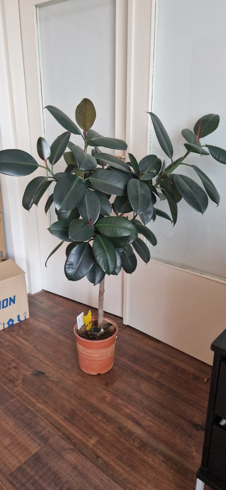 Ficus elastica plant, Huis en Inrichting, Ophalen, Ficus, Halfschaduw, 100 tot 150 cm