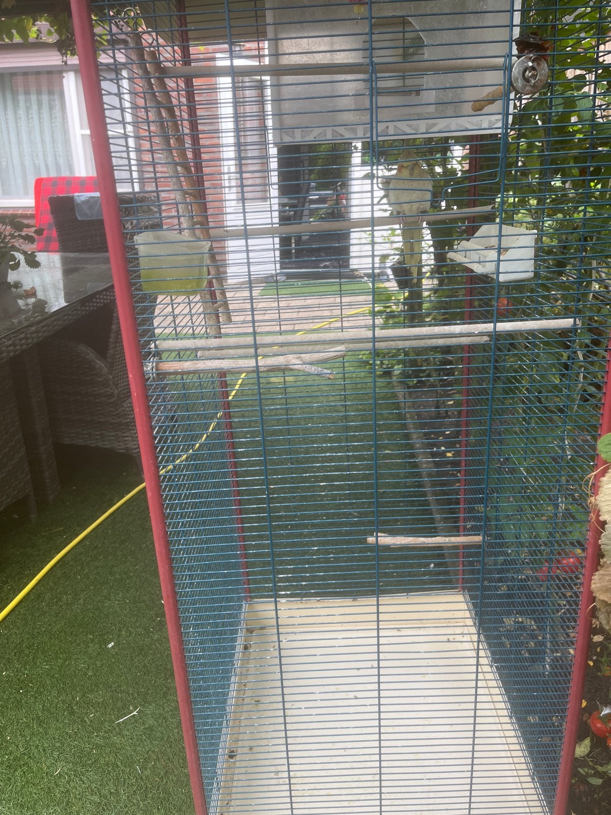 Een mooie parkiet de mag je met de kooi meenemen?, Vrouwelijk
