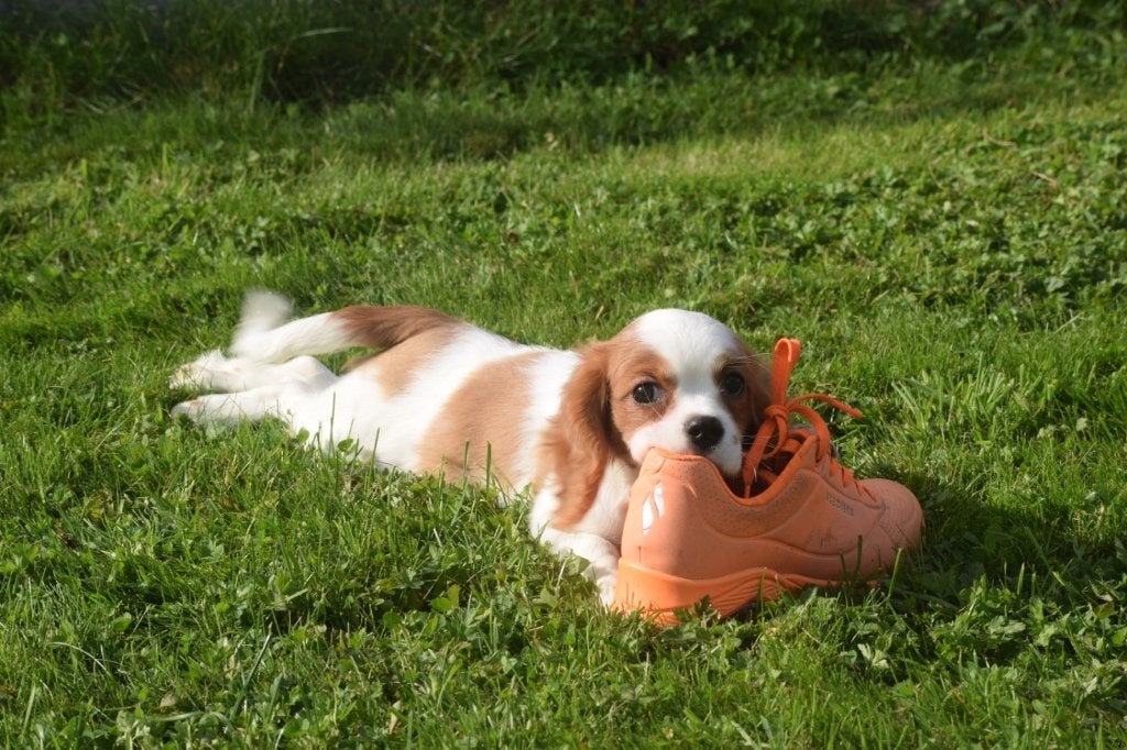 Cavalier King Charles spaniel pups, 15 weken tot 1 jaar, Buitenland, Meerdere, Meerdere dieren