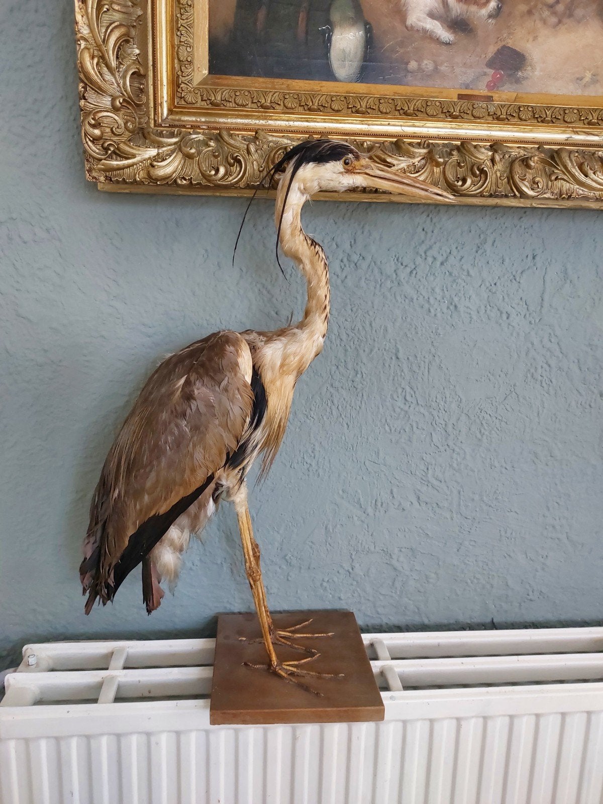 Opgezette reiger, Ophalen, Vogel, Opgezet dier