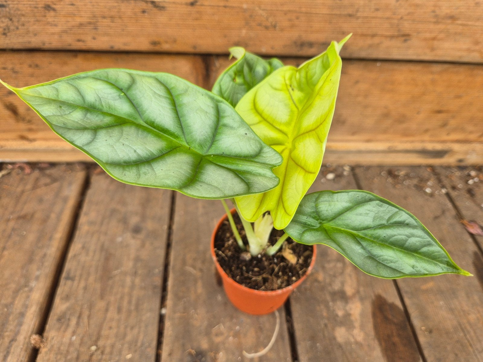 Alocasia Dragon Gold p7, meerdere vergelijkbare exemplaren b, Ophalen of Verzenden, Halfschaduw, Minder dan 100 cm