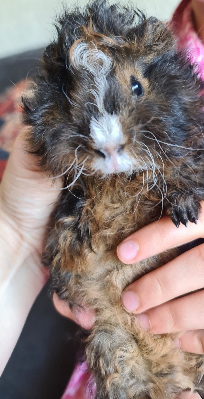Prachtige lunkarya cavia beertjes, 4 weken oud., Dieren en Toebehoren, Knaagdieren, Mei, Mannelijk, Tam