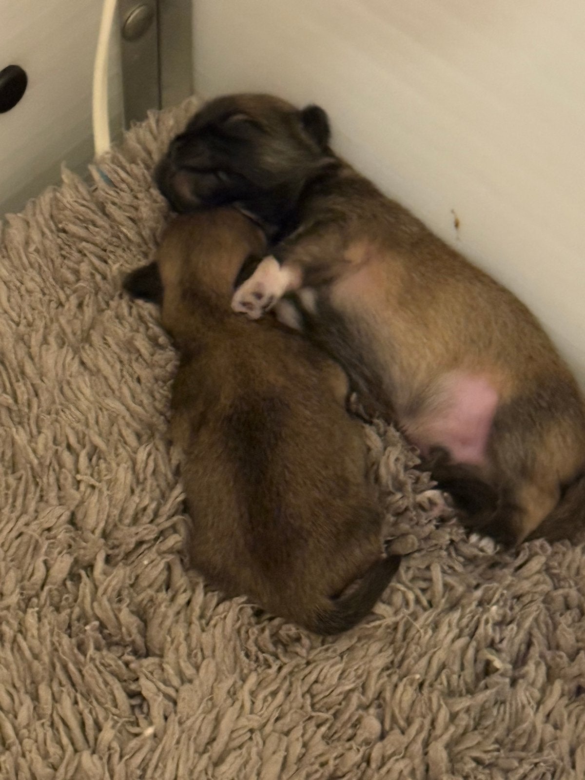 Lhasa Apso pups 2250,00 euro, Dieren en Toebehoren, Honden | Chihuahua's en Gezelschapshonden, Meerdere dieren, Overige rassen