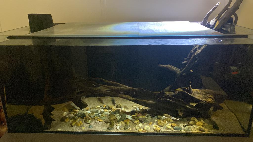 Aquarium (3 stuks) en vissen te koop, Ophalen, Zo goed als nieuw, Leeg aquarium, Inclusief deksel