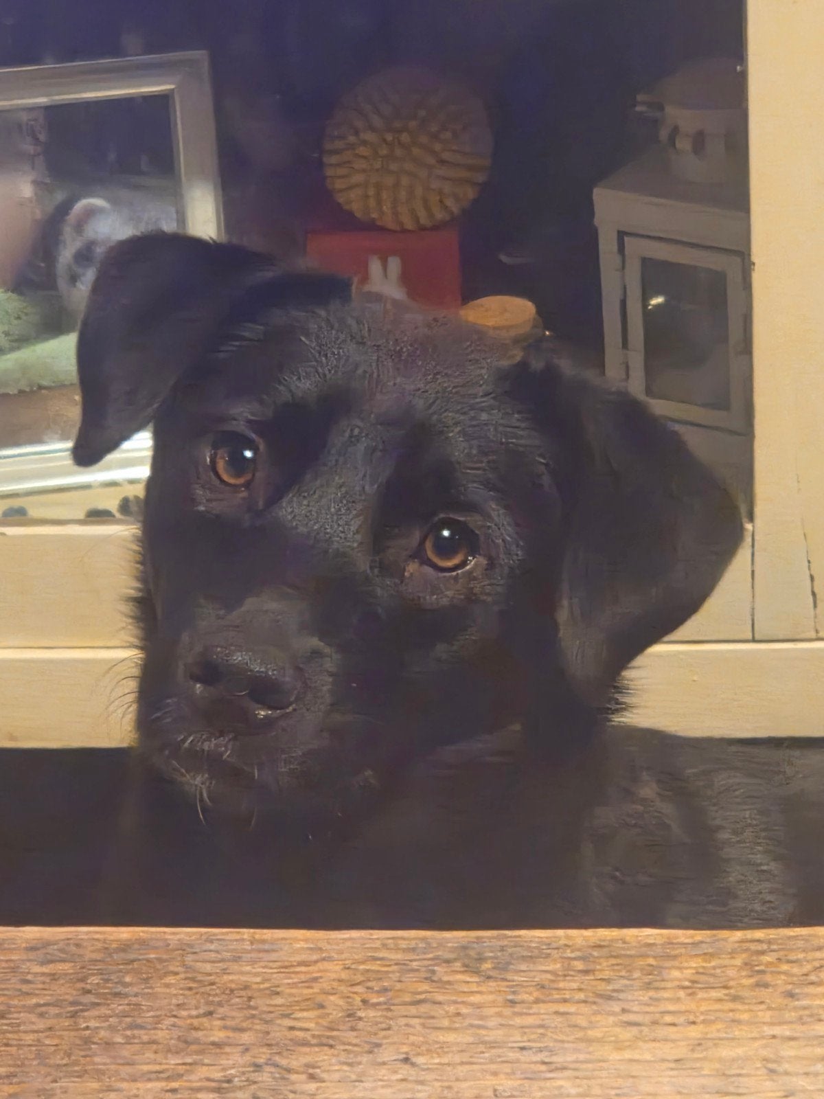 Nora Ter Adoptie, Dieren en Toebehoren, Honden | Niet-rashonden, Particulier, 1 tot 2 jaar, Buitenland, Teef