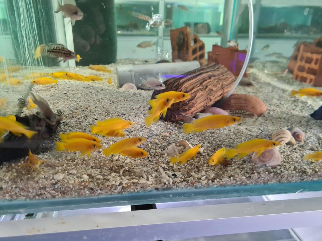 Neolamprologus Leleupi Tanganyika Cichliden, Dieren en Toebehoren, Vissen | Aquariumvissen, Vis, Zoetwatervis