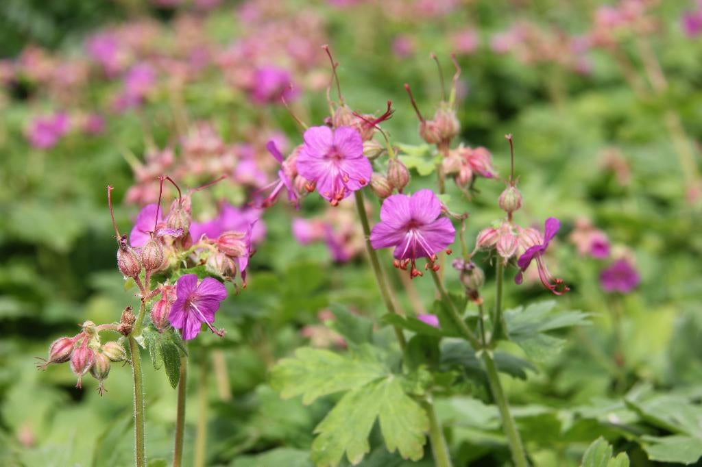 Geranium als bodembedekker., Tuin en Terras, Planten | Tuinplanten, Vaste plant, Bodembedekkers, Halfschaduw, Lente, Ophalen
