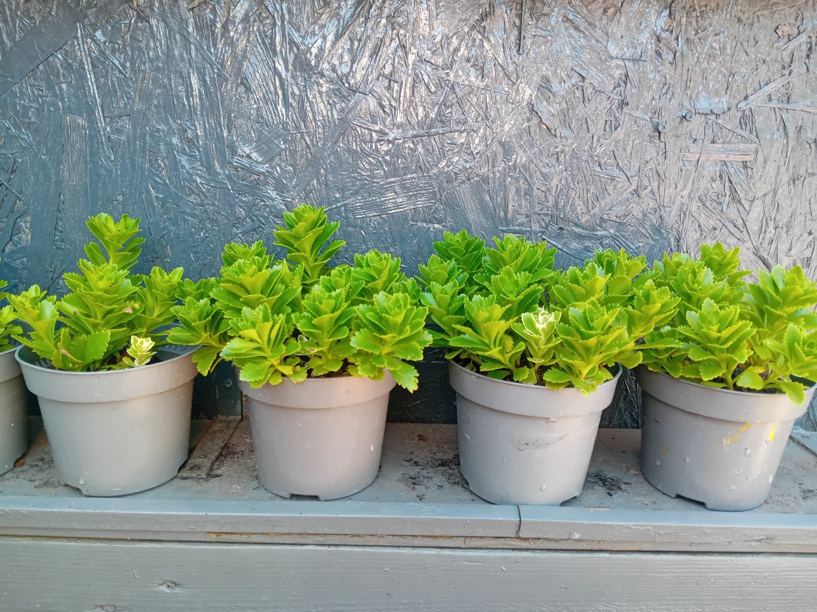 Sedum Atlantis - Winterharde Bodembedekker, Ophalen, Bodembedekkers, Volle zon, Vaste plant