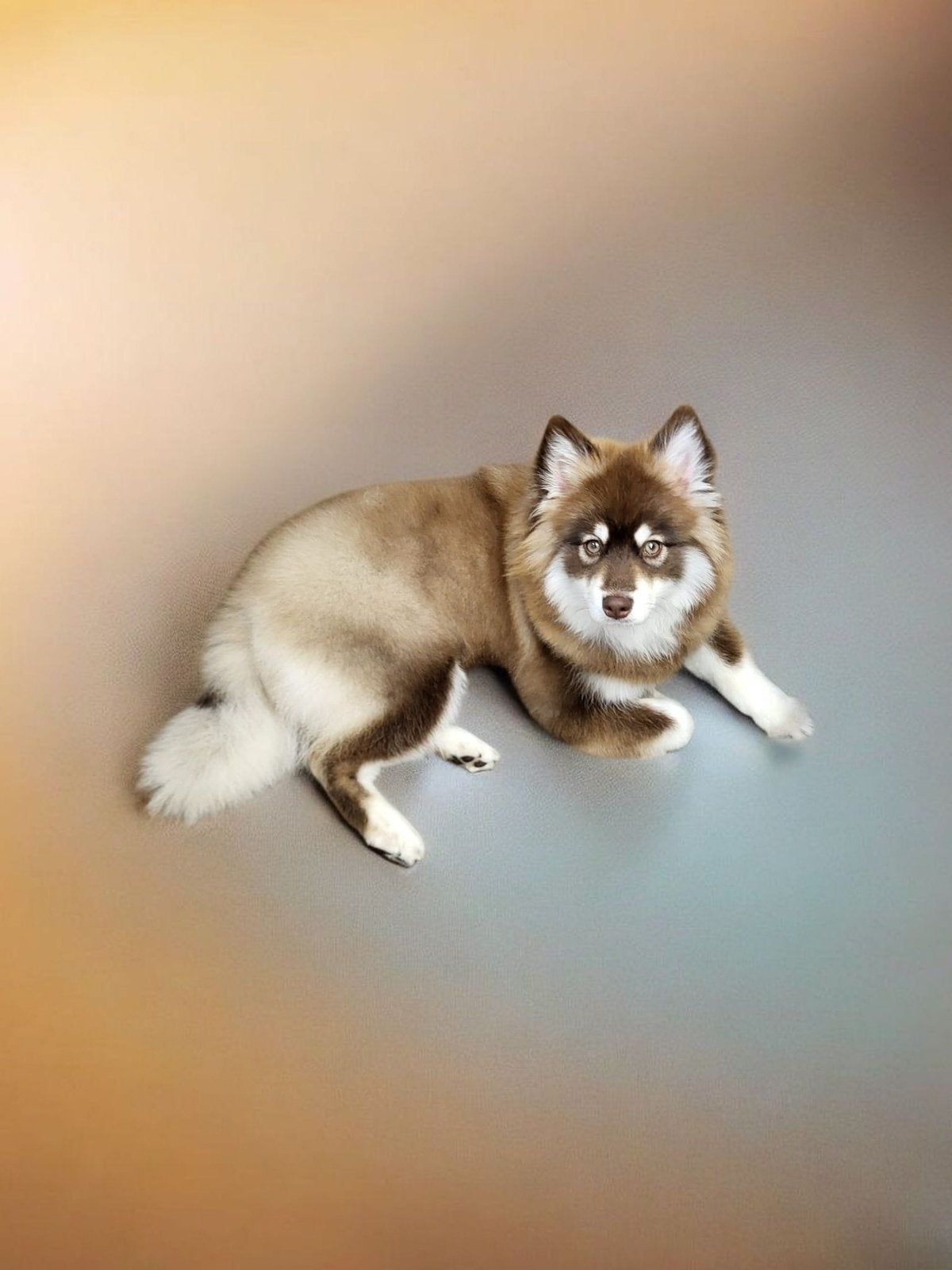 Max de dekreu pomsky F2, Dieren en Toebehoren, Honden | Dekreuen, Reu, 1 tot 2 jaar, Parvo, Eén hond