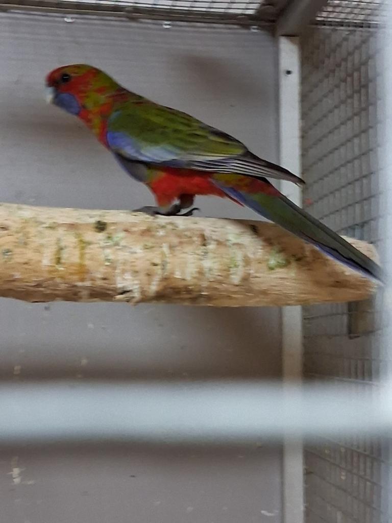 Mooie pennant rosella man, Dieren en Toebehoren, Mannelijk, Parkiet