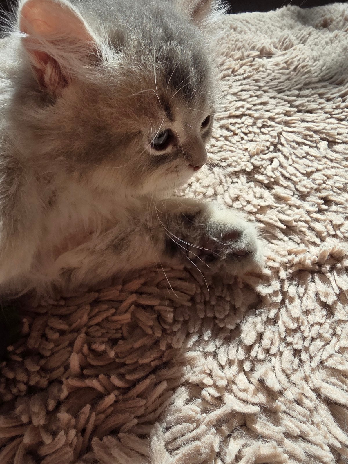 britse langhaar kittens, Dieren en Toebehoren, Meerdere dieren
