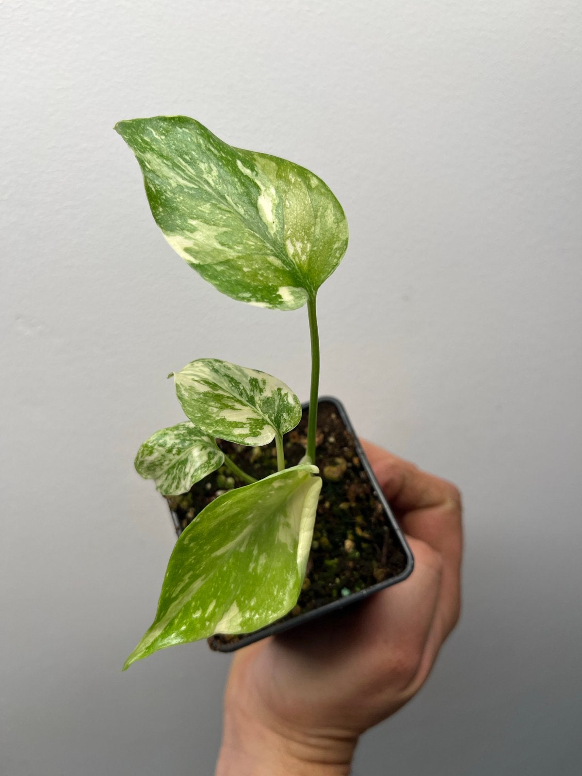 Monstera Thai Constellation 'Crème Brûlée' - Meerdere beschi, Overige soorten, In pot, Minder dan 100 cm, Bloeiende kamerplant