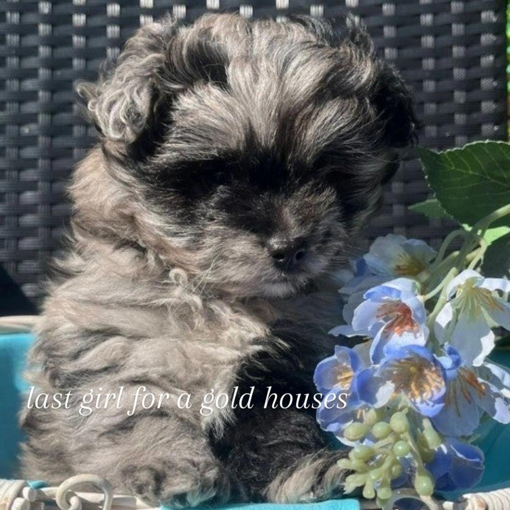 Laatste pomapoo mini. Toy poedel x pomeriaan, Dieren en Toebehoren, Honden | Chihuahua's en Gezelschapshonden, 8 tot 15 weken