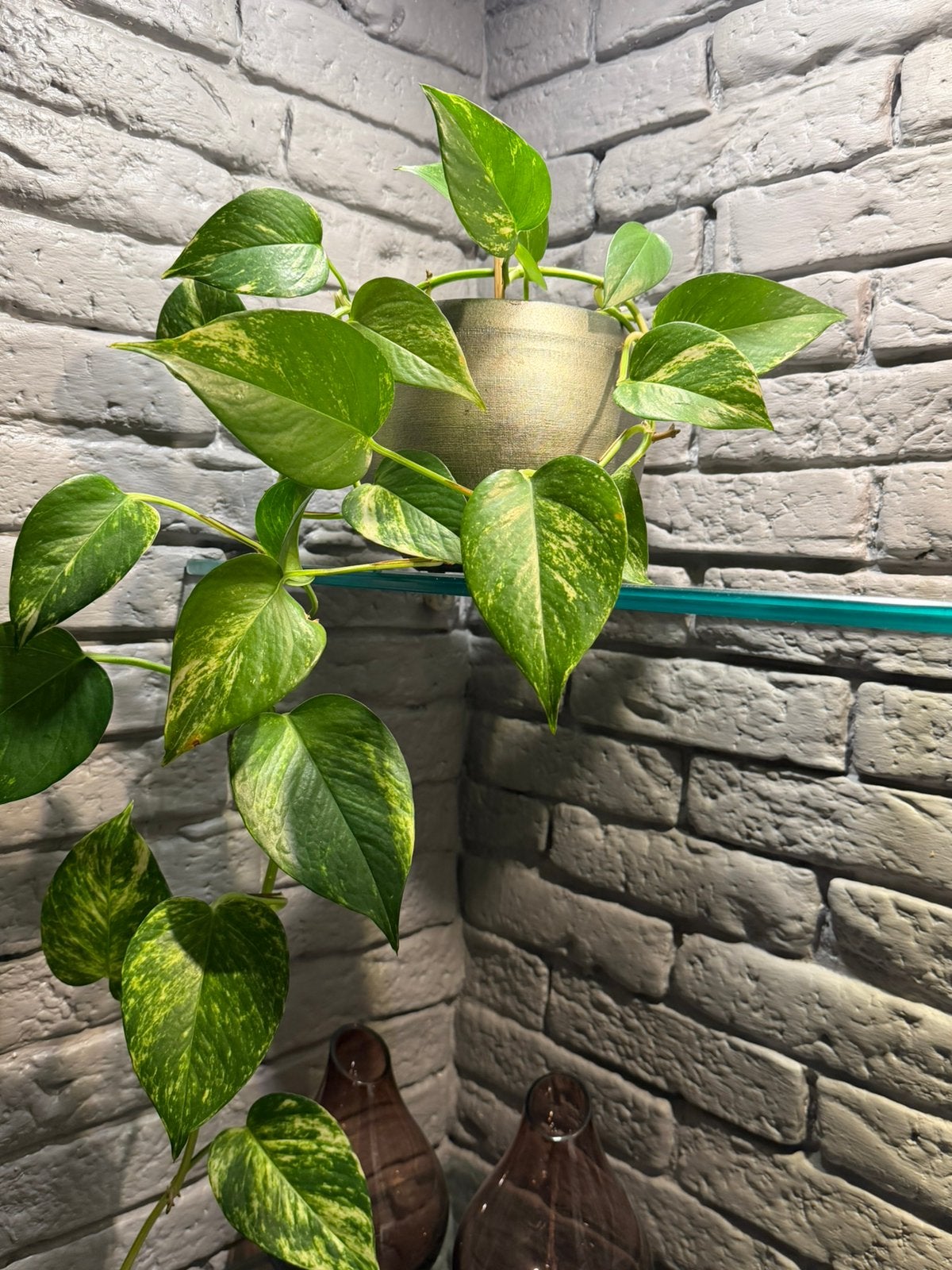 Kamerplant, Ophalen, Halfschaduw, Minder dan 100 cm