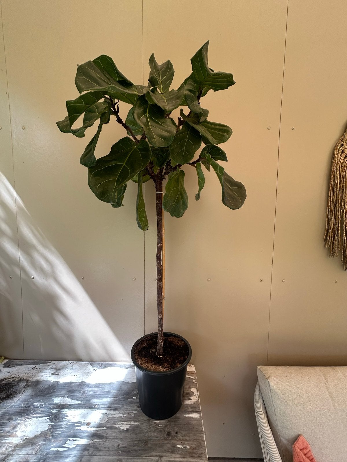 Ficus Lyrata (Tabaksplant) op stam, Ophalen, Ficus, 100 tot 150 cm, Halfschaduw