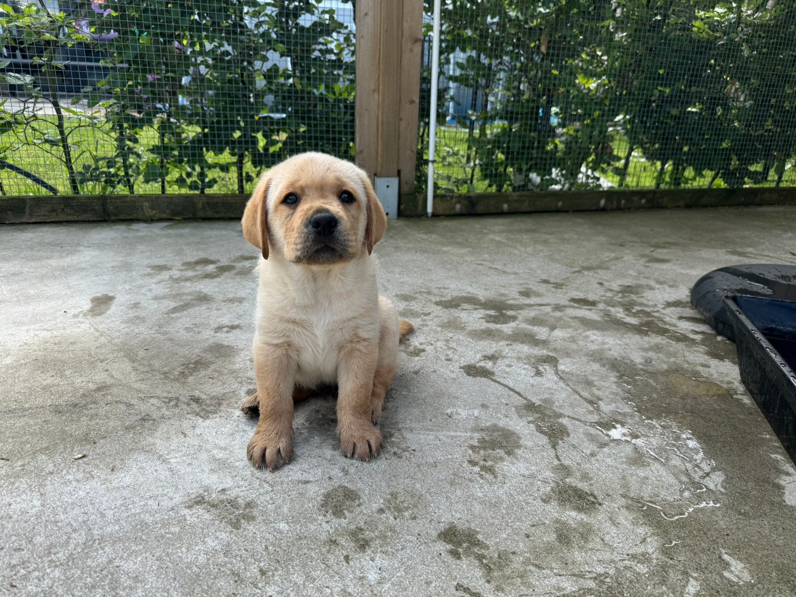 Nog 1 labrador reu ❗️mag verhuizen️❗️, Parvo, Reu, 8 tot 15 weken, Labrador retriever