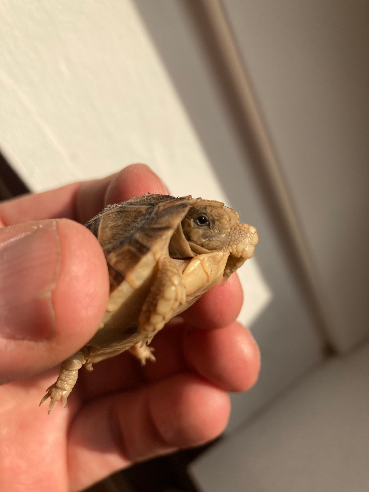 Testudo kleinmanni Egyptische landschildpad Tortoise photo 4