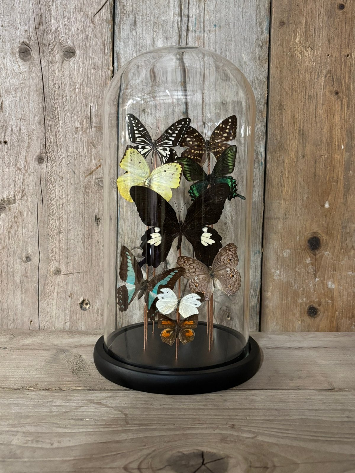 Mooie stolp met assorti vlinders!, Ophalen of Verzenden, Nieuw, Insect, Opgezet dier