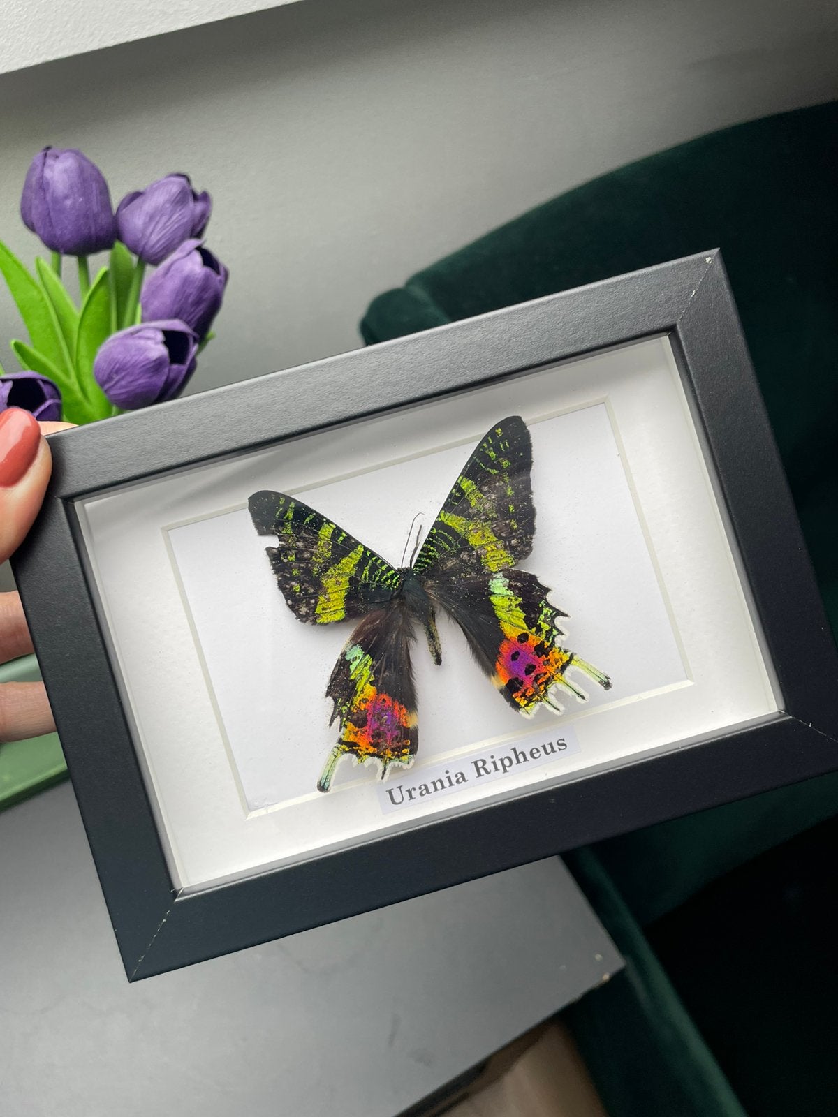 Opgezette vlinder Urania Ripheus, Ophalen of Verzenden