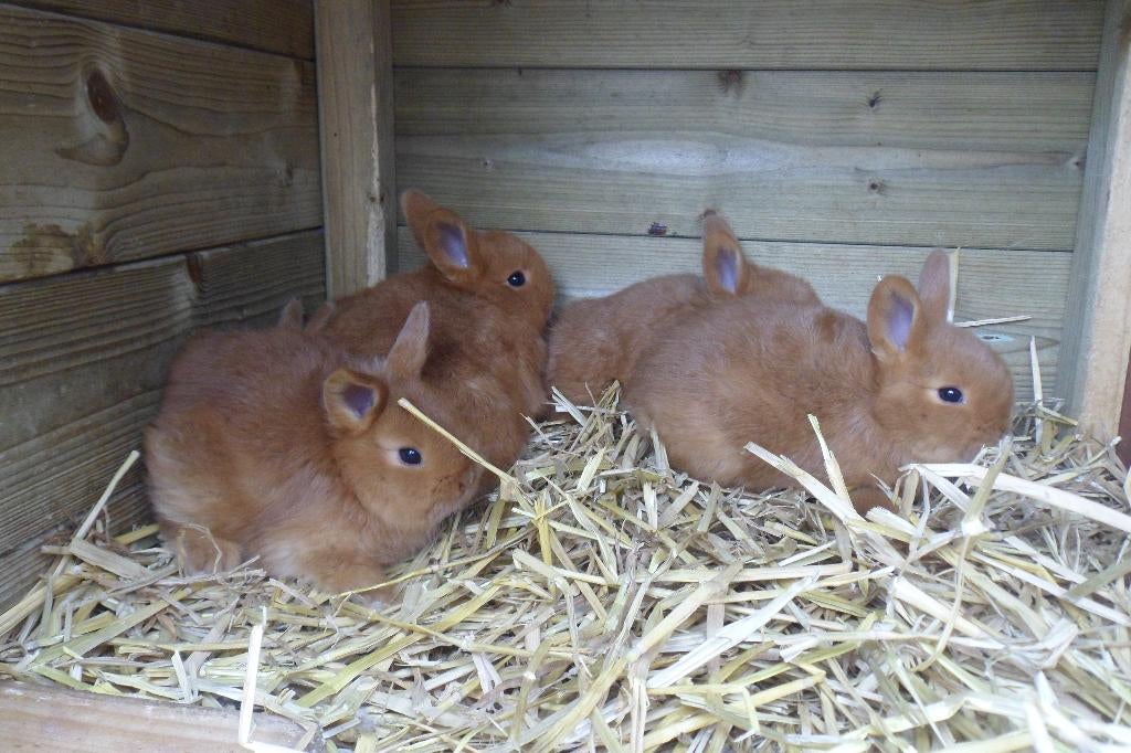 thrianta konijntjes, Dieren en Toebehoren, Konijnen, Meerdere dieren, Middelgroot, 0 tot 2 jaar