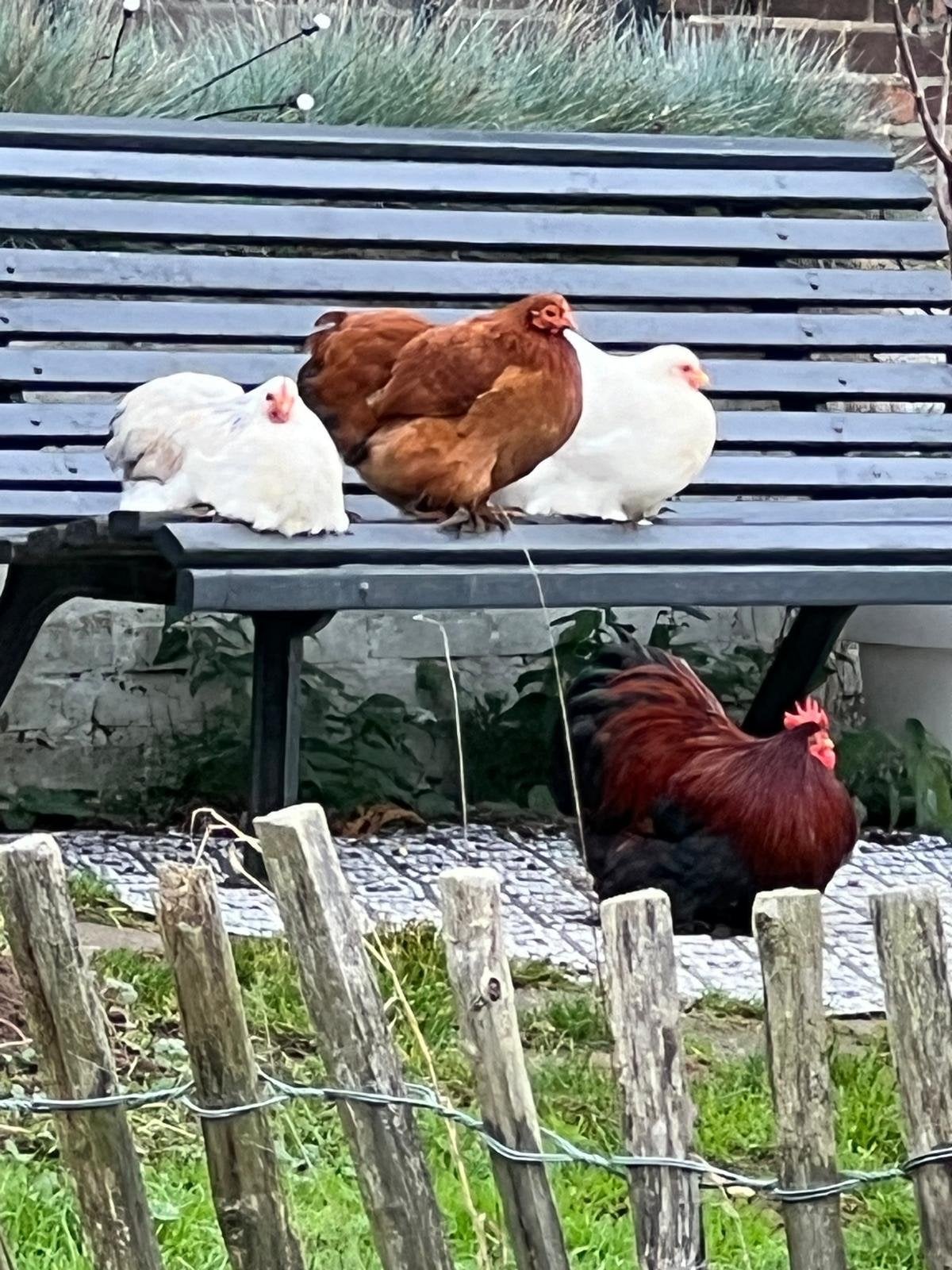 Cochin kriel kippen. Diverse leeftijden, Dieren en Toebehoren, Vrouwelijk, Kip