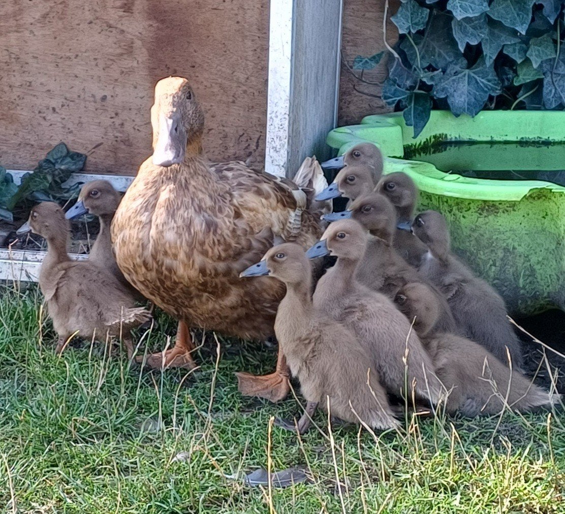 kakicampbell eenden eendjes eend, Dieren en Toebehoren, Pluimvee, Meerdere dieren, Eend
