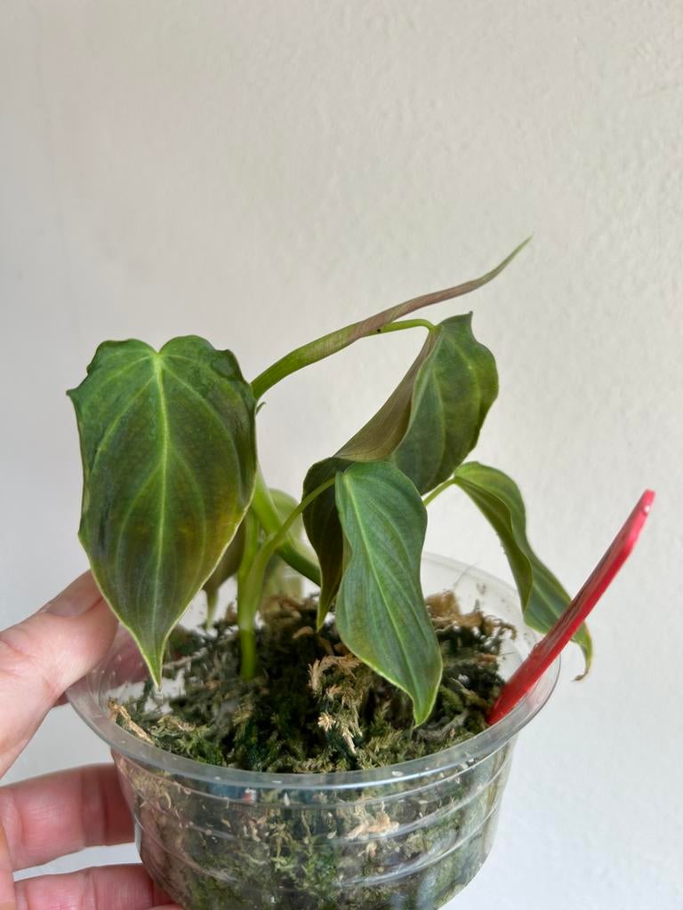 Philodendron splendid, stek, Huis en Inrichting, Kamerplanten, Ophalen of Verzenden, Halfschaduw, Minder dan 100 cm