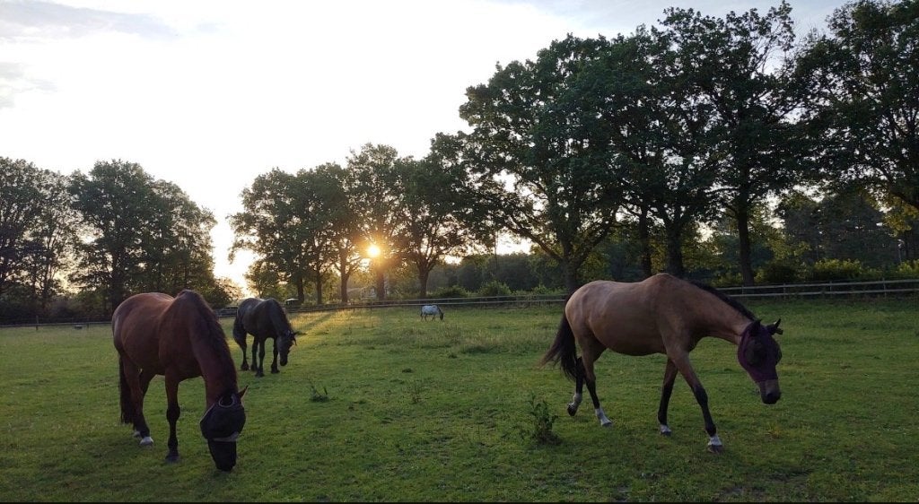 Pensionstalling aan de bosrand van Veenendaal aangeboden!, Dieren en Toebehoren, Stalling