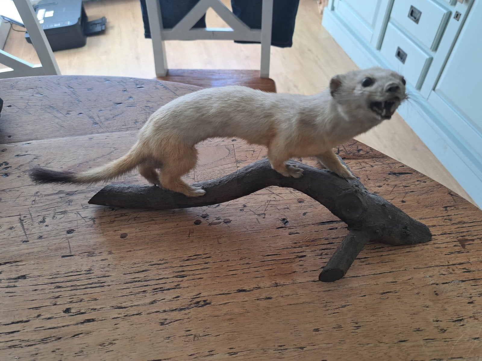 Taxidermie Friesland, Verzamelen, Ophalen of Verzenden, Wild dier, Opgezet dier