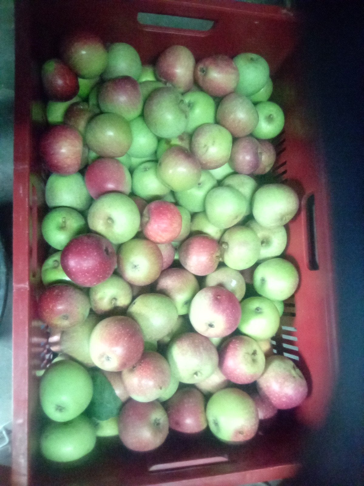 Te koop Sterappels, van eigen boom, onbespoten zo puur., Diversen, Levensmiddelen, Ophalen