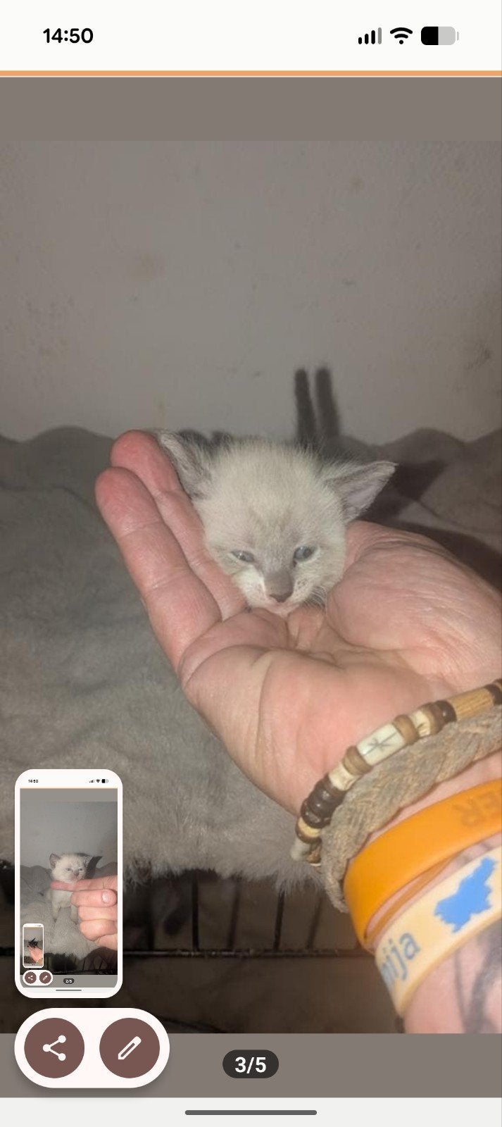 Tekoop kittens, Dieren en Toebehoren, Meerdere dieren
