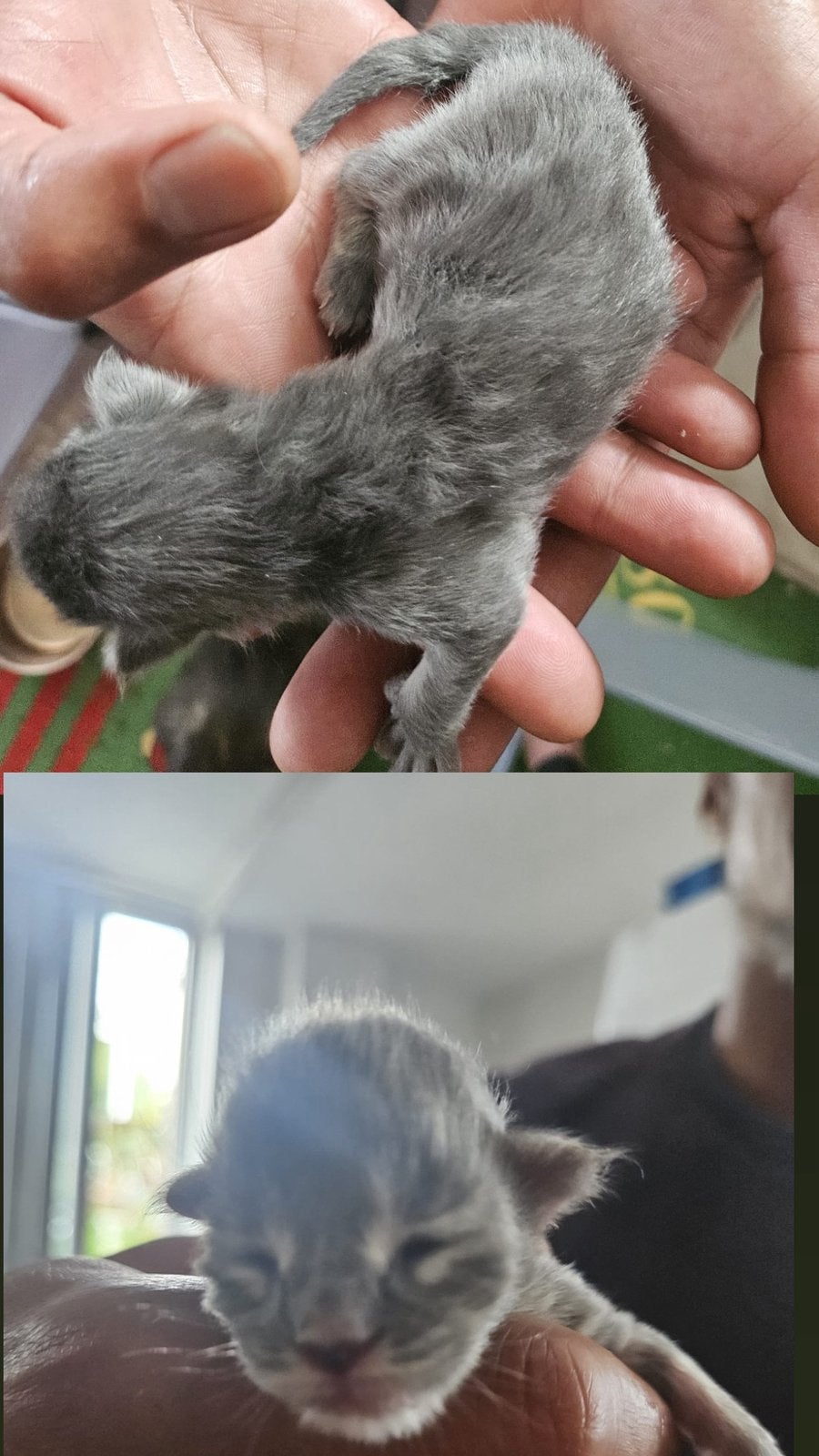 (polydactyl) Maine Coon kittens, Meerdere dieren, Gechipt, 0 tot 2 jaar