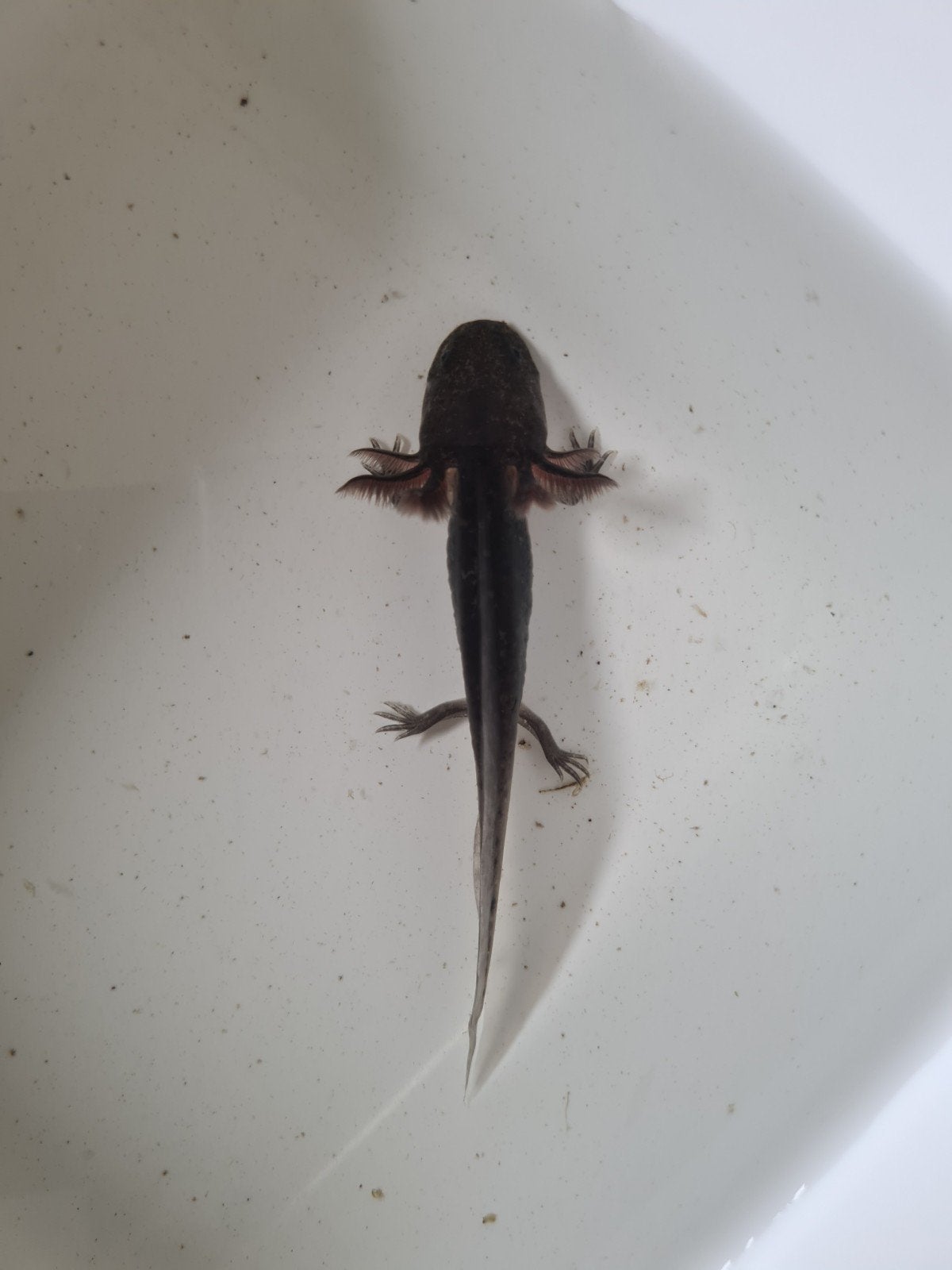Baby axolotls, Dieren en Toebehoren, Reptielen en Amfibieën, Schildpad, 0 tot 2 jaar