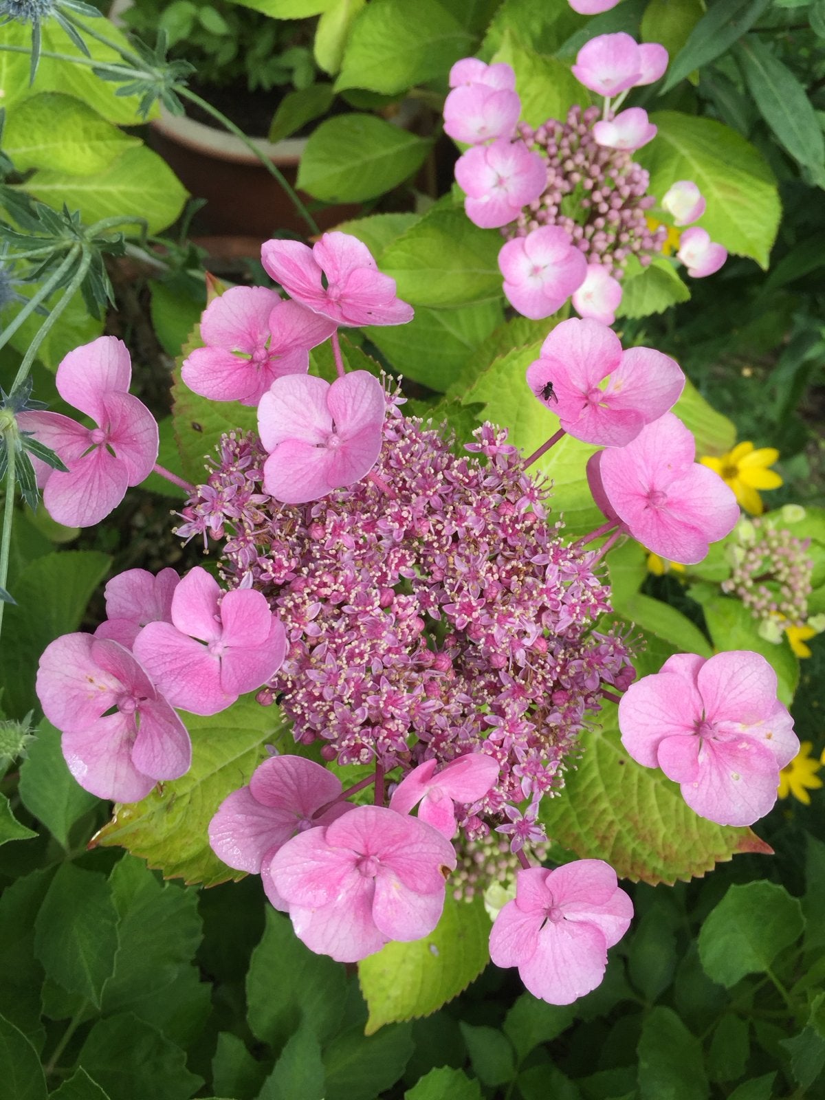 Hortensia plant - Hydrangea macrophylla teller roze, Tuin en Terras, Vaste plant, Halfschaduw, Zomer, Ophalen