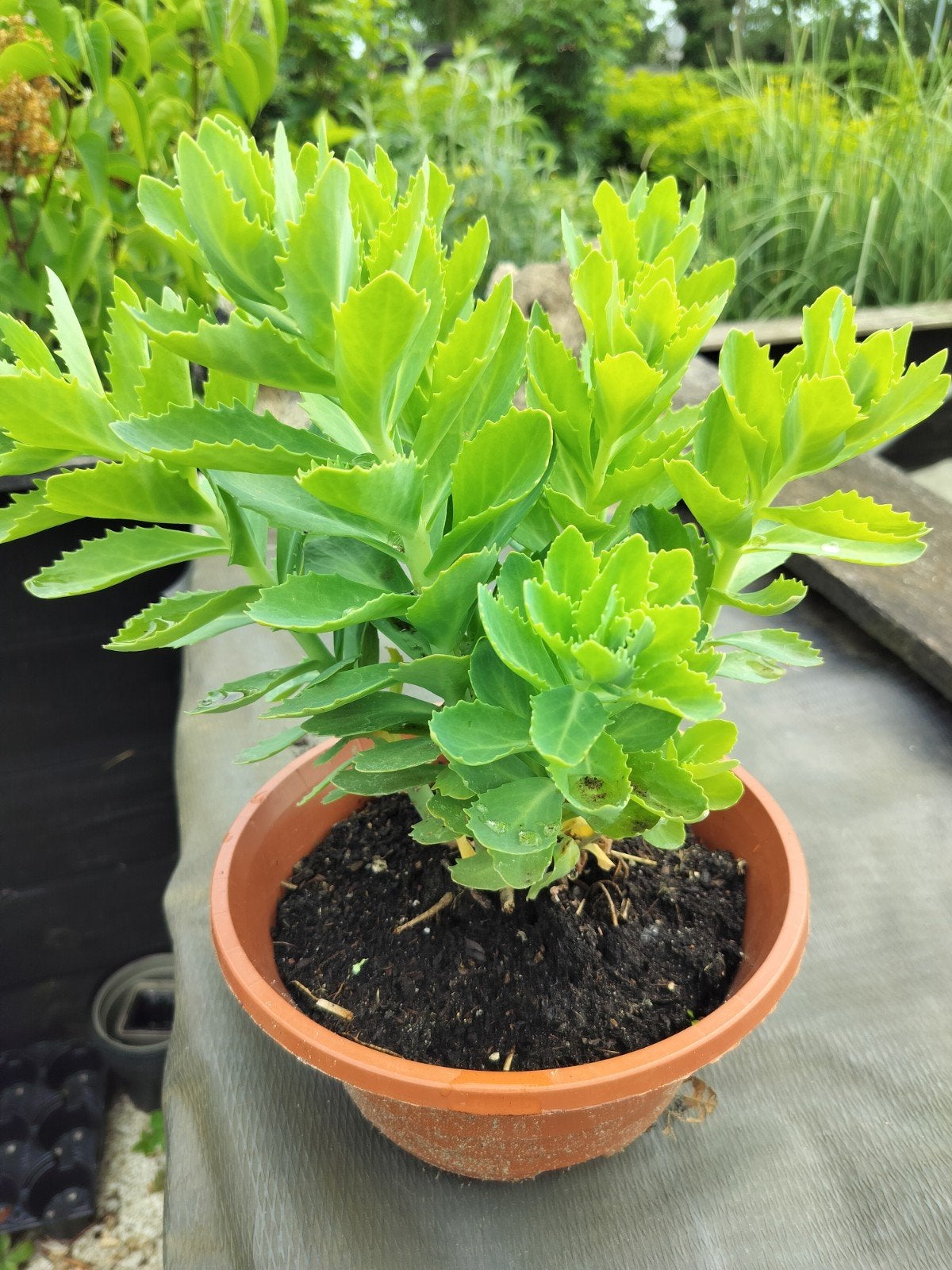 Sedum (roze), Ophalen of Verzenden, Overige soorten, Volle zon