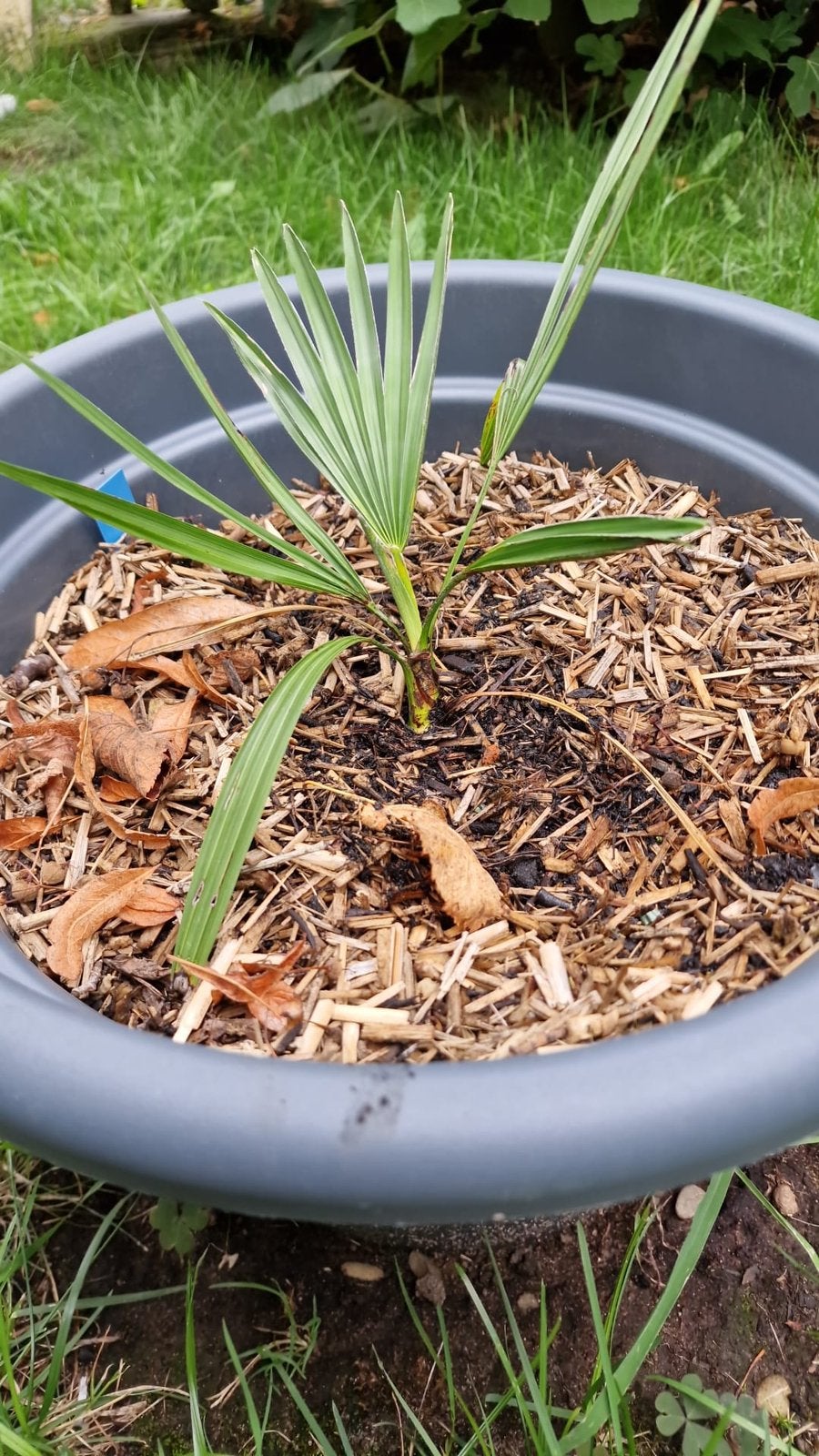 trachycarpus princeps, Ophalen of Verzenden, Overige soorten, Volle zon