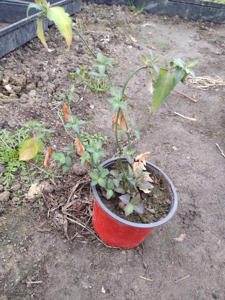 Fazantenbes | planten, Ophalen, Vaste plant, Fruitplanten, Volle zon