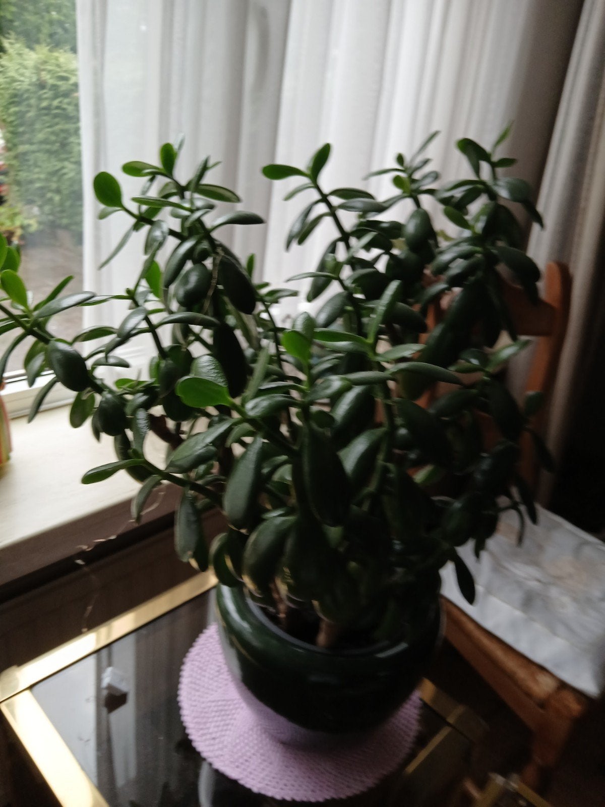 Stevige Crassula (vetplant) van 60cm hoog, Huis en Inrichting, Ophalen, Halfschaduw, Minder dan 100 cm