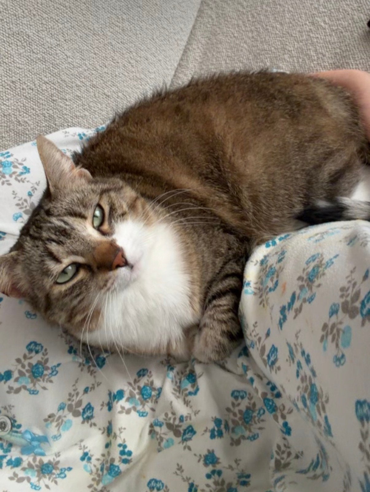 Gratis gecastreerde poes, Poes
