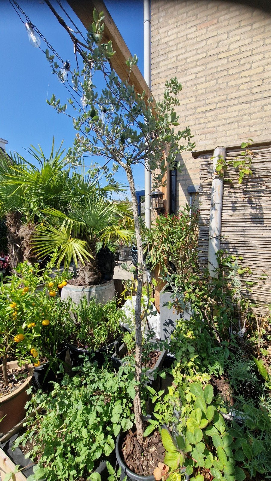 Kurkeik 2,5 en 3 meter hoog winterhard, Tuin en Terras, Ophalen, In pot, Volle zon, Overige soorten