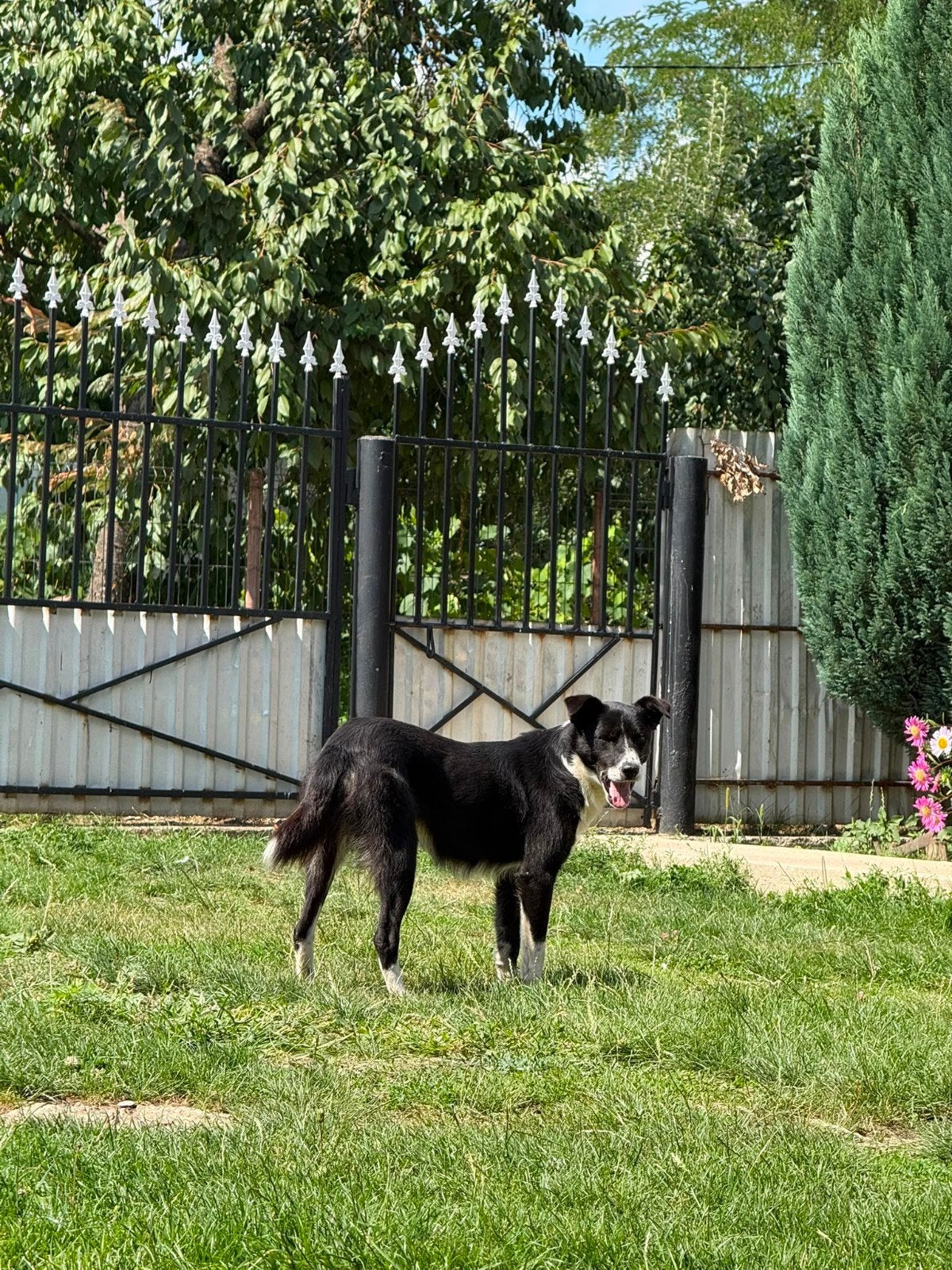 teef Stella zoeken een thuis herplaatser, Dieren en Toebehoren, Particulier, 1 tot 2 jaar, Buitenland, Teef